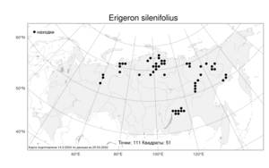 Erigeron silenifolius (Turcz. ex DC.) Botsch., Atlas of the Russian Flora (FLORUS) (Russia)