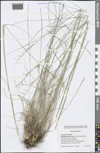 Stipa pennata L., Eastern Europe, Central forest-and-steppe region (E6) (Russia)