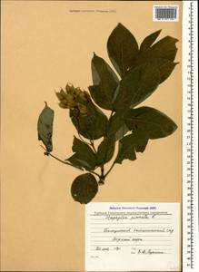 Staphylea pinnata L., Caucasus, Georgia (K4) (Georgia)