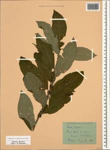 Salix caprea L., Caucasus, Armenia (K5) (Armenia)