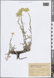 Helichrysum arenarium (L.) Moench, Eastern Europe, Rostov Oblast (E12a) (Russia)