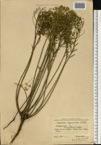 Euphorbia seguieriana Neck., Eastern Europe, South Ukrainian region (E12) (Ukraine)