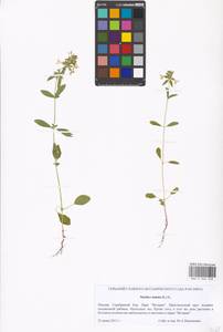 Stachys annua (L.) L., Eastern Europe, Moscow region (E4a) (Russia)