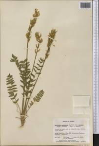Oxytropis campestris var. varians (Rydb.)Barneby, America (AMER) (United States)
