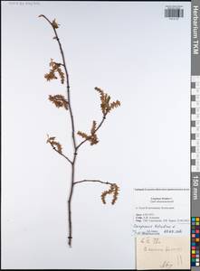 Carpinus betulus L., Eastern Europe, Central region (E4) (Russia)