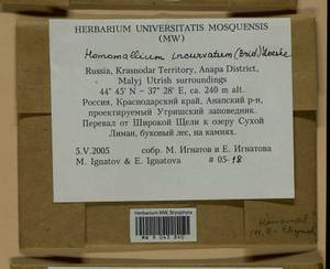 Homomallium incurvatum (Schrad. ex Brid.) Loeske, Bryophytes, Bryophytes - North Caucasus & Ciscaucasia (B12) (Russia)