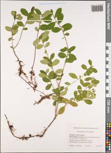 Vaccinium vitis-idaea L., Siberia, Western Siberia (S1) (Russia)