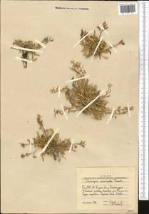 Chorispora macropoda Trautv., Middle Asia, Western Tian Shan & Karatau (M3) (Uzbekistan)