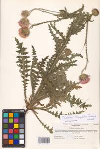 Carduus hamulosus subsp. stenocephalus (Tamamsch.) Greuter, Eastern Europe, Lower Volga region (E9) (Russia)