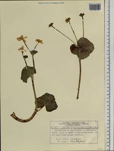 Caltha palustris var. membranacea Turcz., Siberia, Central Siberia (S3) (Russia)