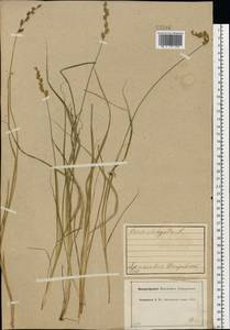 Carex elongata L., Eastern Europe, Central forest region (E5) (Russia)