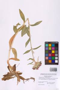Dianthus barbatus L., Eastern Europe, Central region (E4) (Russia)