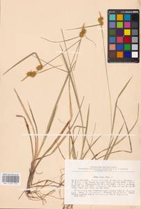 Carex flava L., Eastern Europe, Northern region (E1) (Russia)