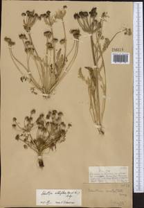 Schulzia albiflora (Kar. & Kir.) Popov, Middle Asia, Dzungarian Alatau & Tarbagatai (M5) (Kazakhstan)