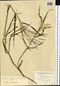 Digitaria sanguinalis (L.) Scop., Eastern Europe, North-Western region (E2) (Russia)