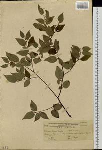 Betula costata Trautv., Siberia, Russian Far East (S6) (Russia)