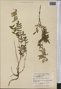 Hedysarum americanum (Michx. ex Pursh) Britton, America (AMER) (Canada)