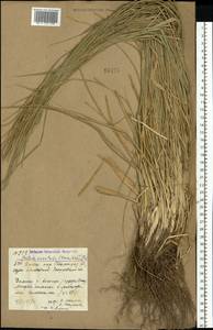 Festuca orientalis (Boiss.) B.Fedtsch., Eastern Europe, Lower Volga region (E9) (Russia)