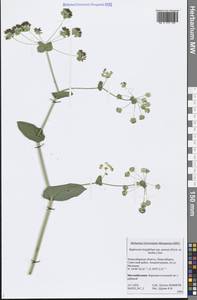 Bupleurum aureum Fisch., Siberia, Western Siberia (S1) (Russia)