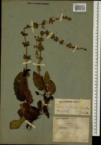 Salvia virgata Jacq., Caucasus, Armenia (K5) (Armenia)