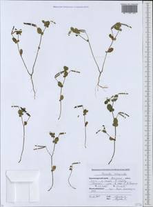 Coronilla scorpioides (L.)Koch, Caucasus, Krasnodar Krai & Adygea (K1a) (Russia)