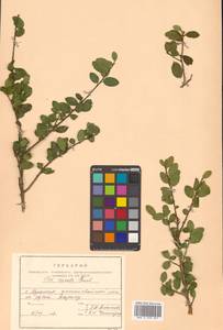 Ilex crenata Thunb., Siberia, Russian Far East (S6) (Russia)