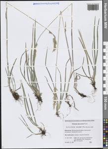 Trisetum spicatum (L.) K.Richt., Siberia, Chukotka & Kamchatka (S7) (Russia)