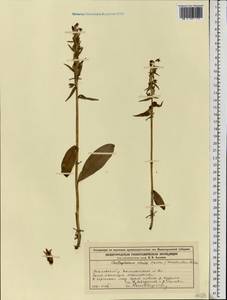 Dactylorhiza viridis (L.) R.M.Bateman, Pridgeon & M.W.Chase, Eastern Europe, Volga-Kama region (E7) (Russia)