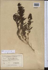 Suaeda acuminata (C.A.Mey.) Moq., Middle Asia, Muyunkumy, Balkhash & Betpak-Dala (M9) (Kazakhstan)