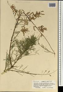 Tamarix ramosissima Ledeb., Mongolia (MONG) (Mongolia)