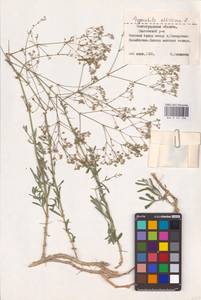 Gypsophila altissima L., Eastern Europe, Lower Volga region (E9) (Russia)