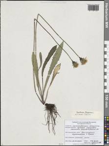 Leontodon hispidus L., Eastern Europe, Central forest-and-steppe region (E6) (Russia)