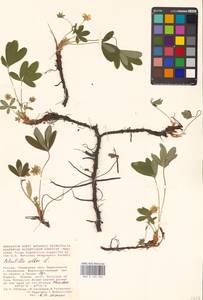 Potentilla alba L., Eastern Europe, Central region (E4) (Russia)