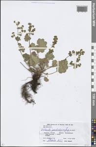 Alchemilla pseudocalycina Juz., Eastern Europe, Eastern region (E10) (Russia)