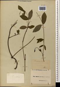 Vinca major subsp. hirsuta (Boiss.) Stearn, Caucasus, Black Sea Shore (from Novorossiysk to Adler) (K3) (Russia)