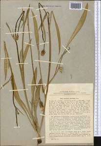Scorzonera parviflora Jacq., Middle Asia, Caspian Ustyurt & Northern Aralia (M8) (Kazakhstan)