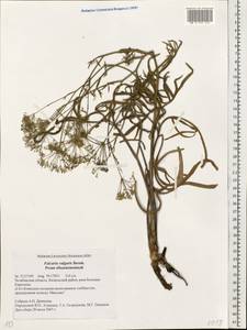 Falcaria vulgaris Bernh., Eastern Europe, Eastern region (E10) (Russia)