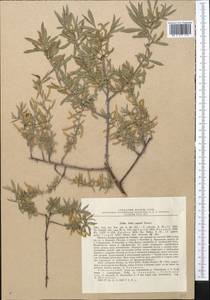 Salix capusii Franch., Middle Asia, Pamir & Pamiro-Alai (M2) (Uzbekistan)