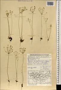 Androsace septentrionalis L., Mongolia (MONG) (Mongolia)