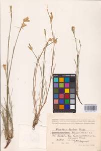 Dianthus borbasii Vandas, Eastern Europe, Lower Volga region (E9) (Russia)