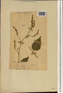 Persicaria orientalis (L.) Spach, South Asia, South Asia (Asia outside ex-Soviet states and Mongolia) (ASIA) (Japan)
