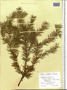 Abies sibirica Ledeb., Eastern Europe, Central forest region (E5) (Russia)