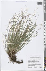 Carex rhizina Blytt ex Lindblom, Eastern Europe, Central forest-and-steppe region (E6) (Russia)