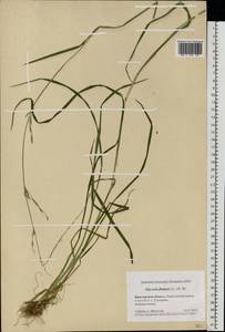 Glyceria fluitans (L.) R.Br., Eastern Europe, Central forest region (E5) (Russia)