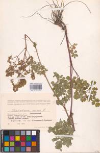 Thalictrum minus L., Eastern Europe, Lower Volga region (E9) (Russia)