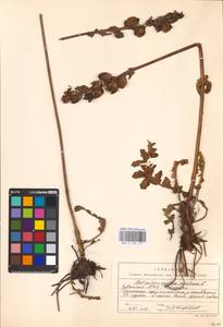 MHA 0 162 277, Pedicularis sceptrum-carolinum L., Eastern Europe, Middle Volga region (E8) (Russia)