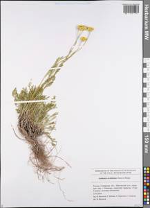 Archanthemis trotzkiana (Claus ex Bunge) Lo Presti & Oberpr., Eastern Europe, Middle Volga region (E8) (Russia)