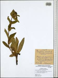 Gentiana cruciata, Eastern Europe, Central region (E4) (Russia)