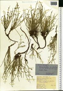 Ephedra distachya L., Eastern Europe, North Ukrainian region (E11) (Ukraine)