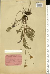 Tanacetum kittaryanum subsp. sclerophyllum (Krasch.) Tzvelev, Eastern Europe, Middle Volga region (E8) (Russia)